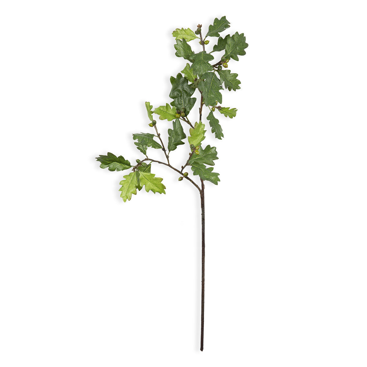 Oak Leaf Stem