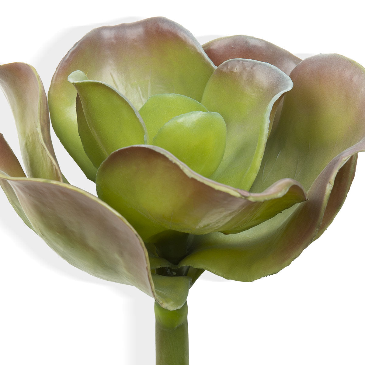 Big Petal Succulent-IAAH