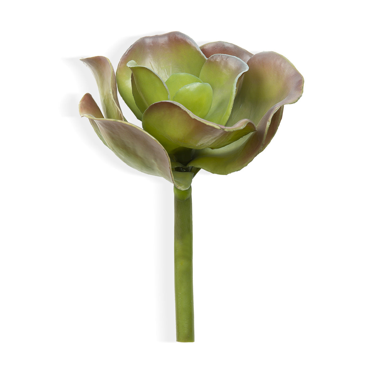 Big Petal Succulent-IAAH