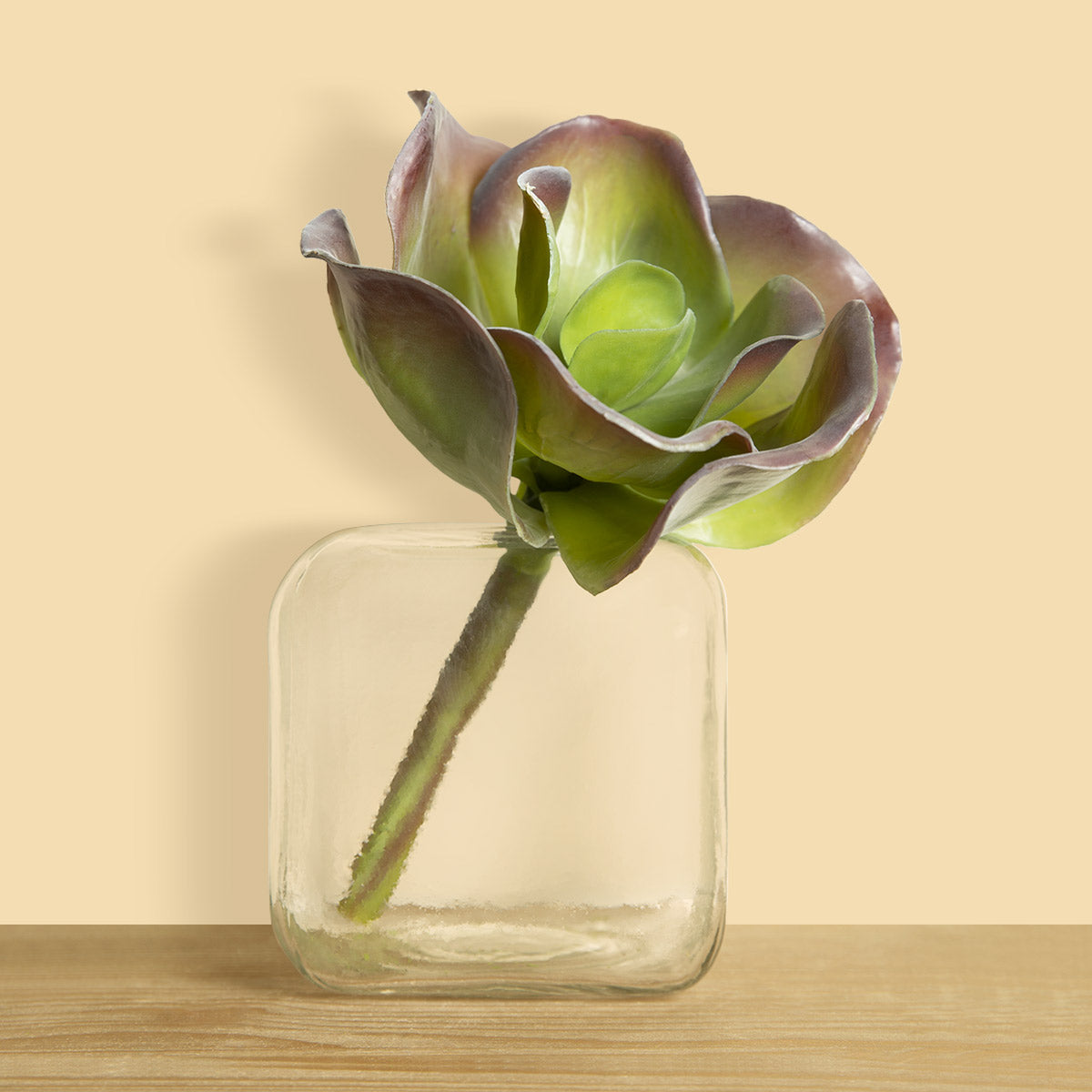 Big Petal Succulent-IAAH