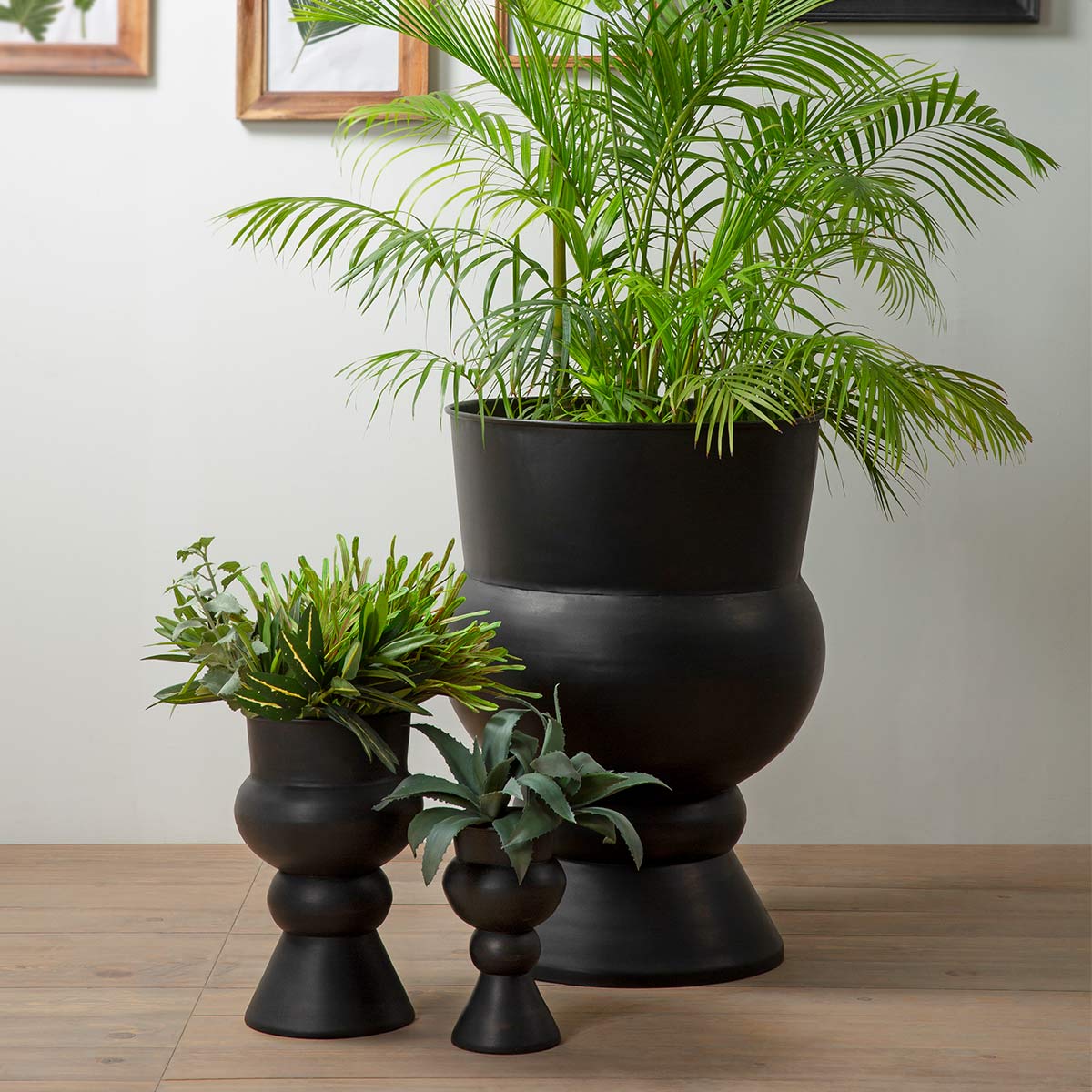 Carlo Planter -  - IAAH