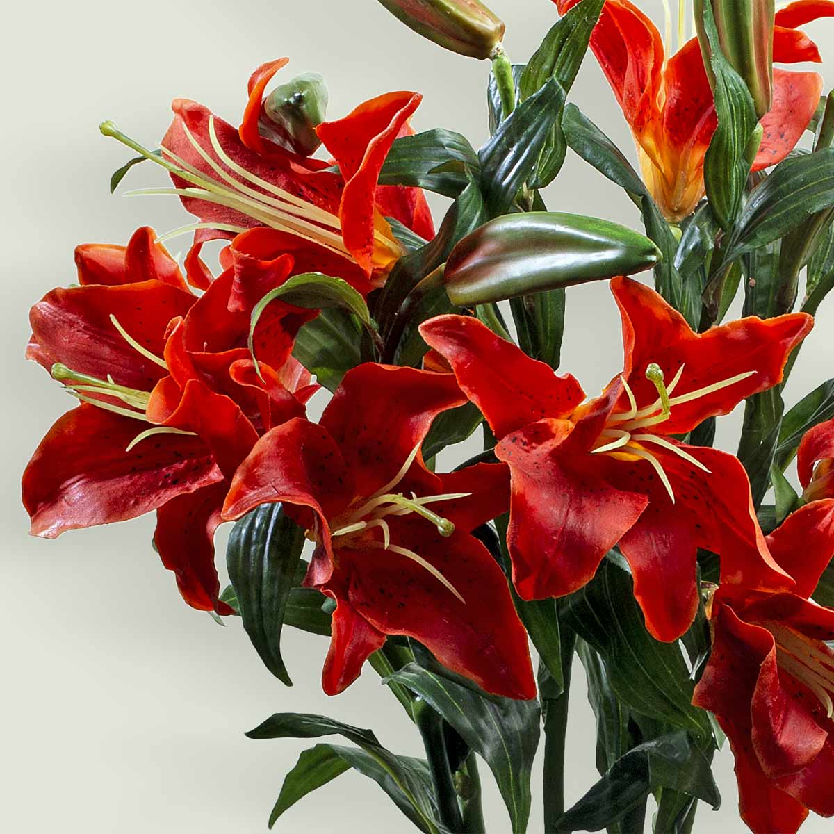 Rubrum Lily -  - IAAH