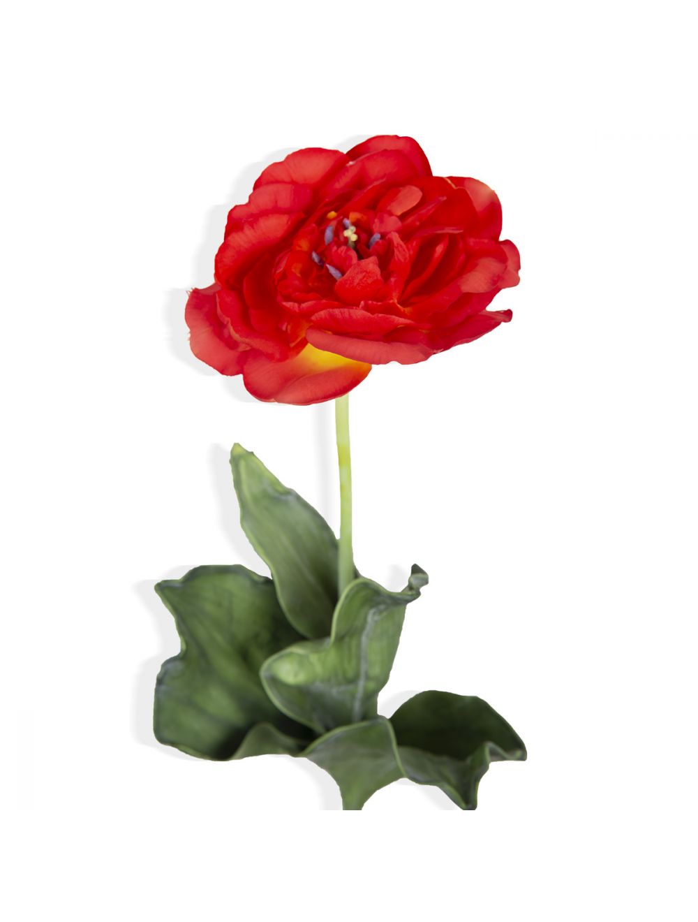 Red Open Tulip Flower