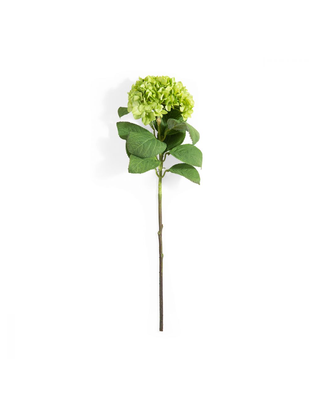Green Hydrangea Flower-IAAH