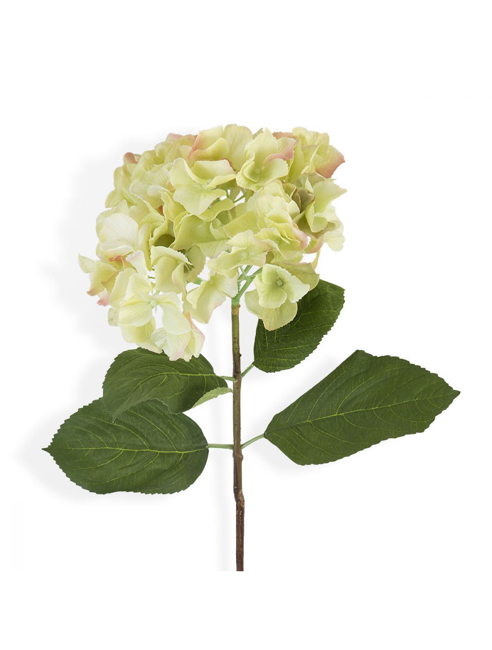 Mint Green Hydrangea Flower