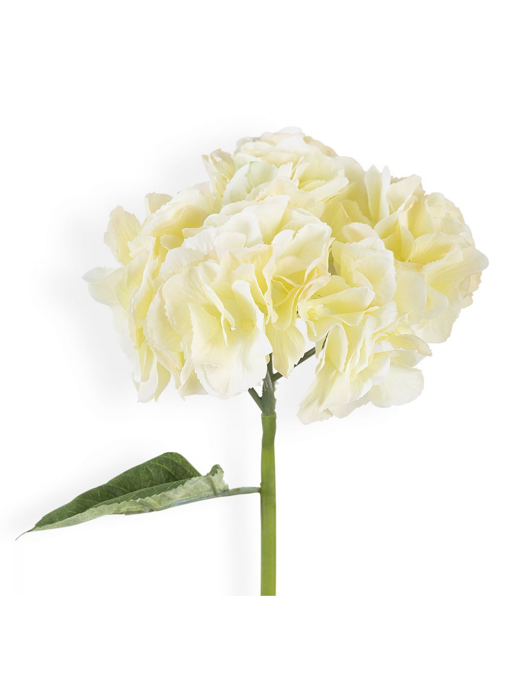 Light Yellow Hydrangea