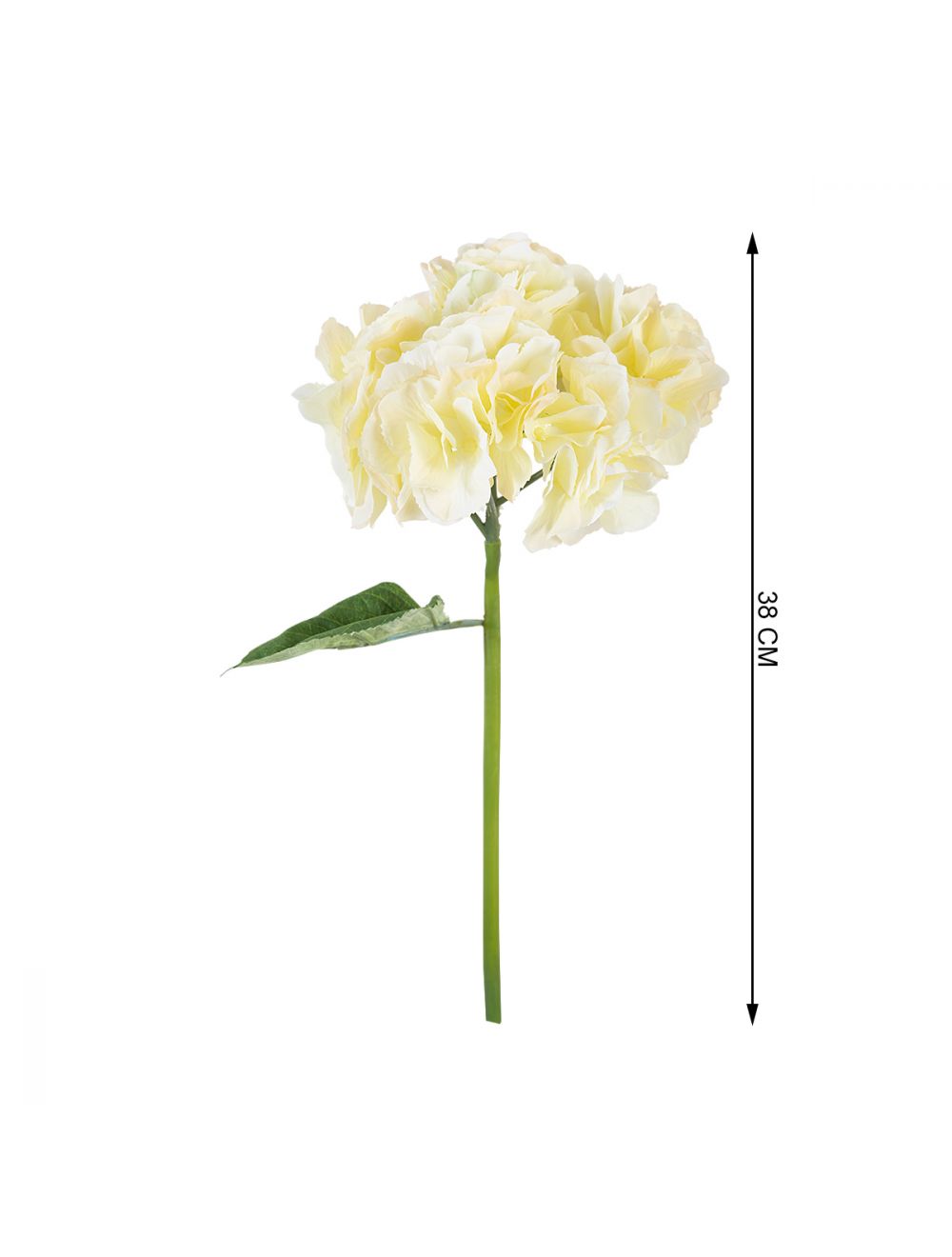 Light Yellow Hydrangea