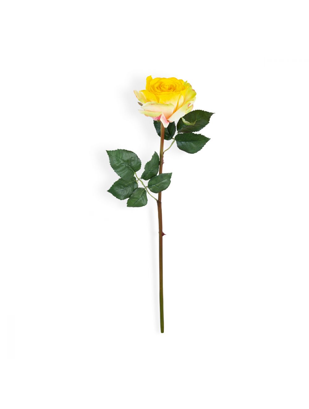Yellow Rose Stem