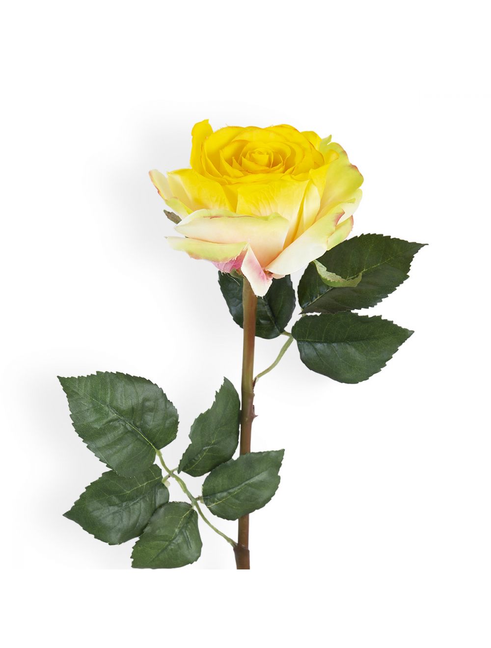 Yellow Rose Stem