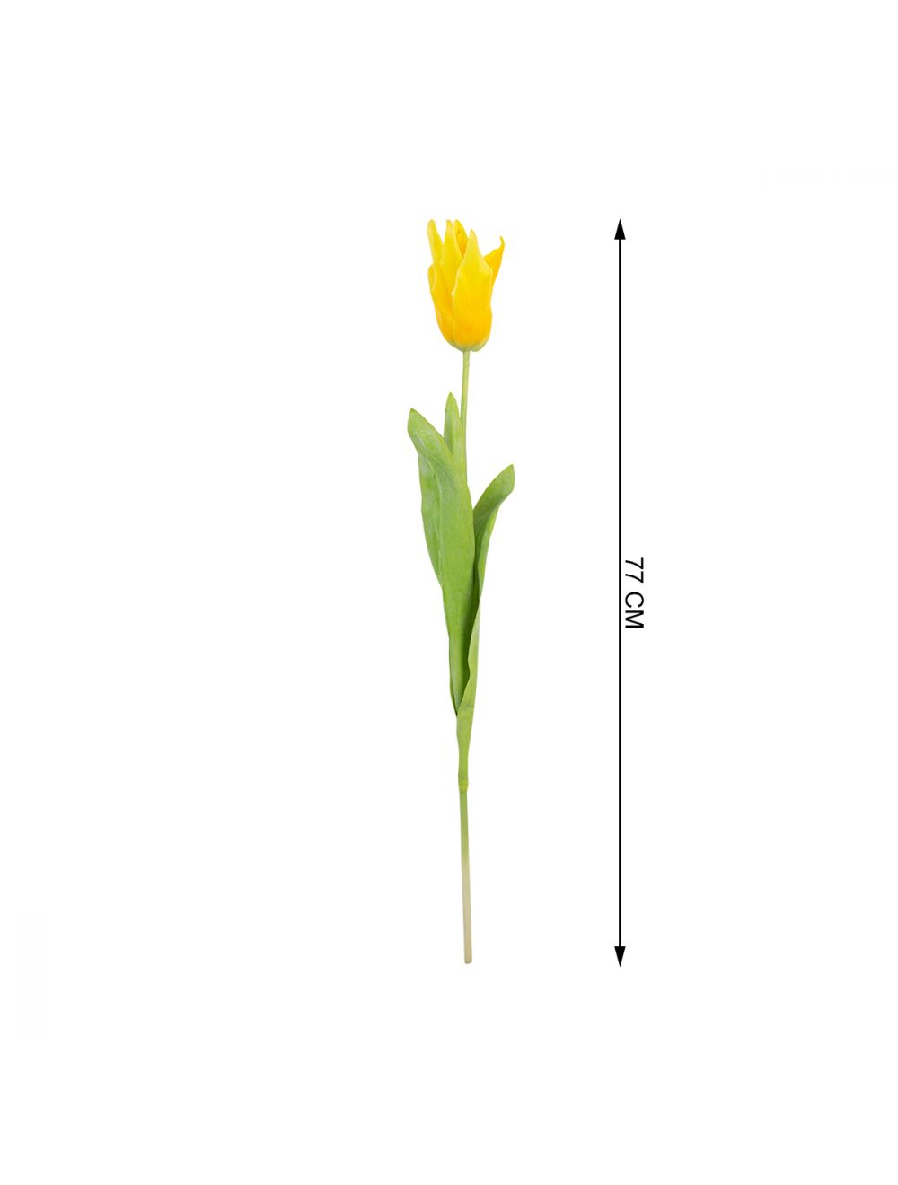 Half Open Tulip Flower-IAAH