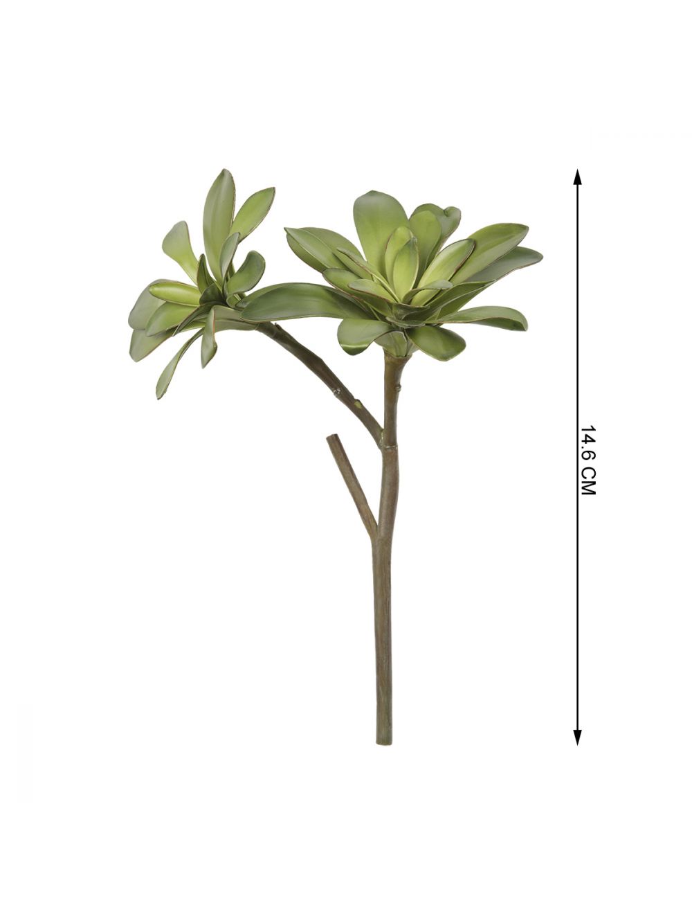 Graptoetallum Paraguayen-IAAH