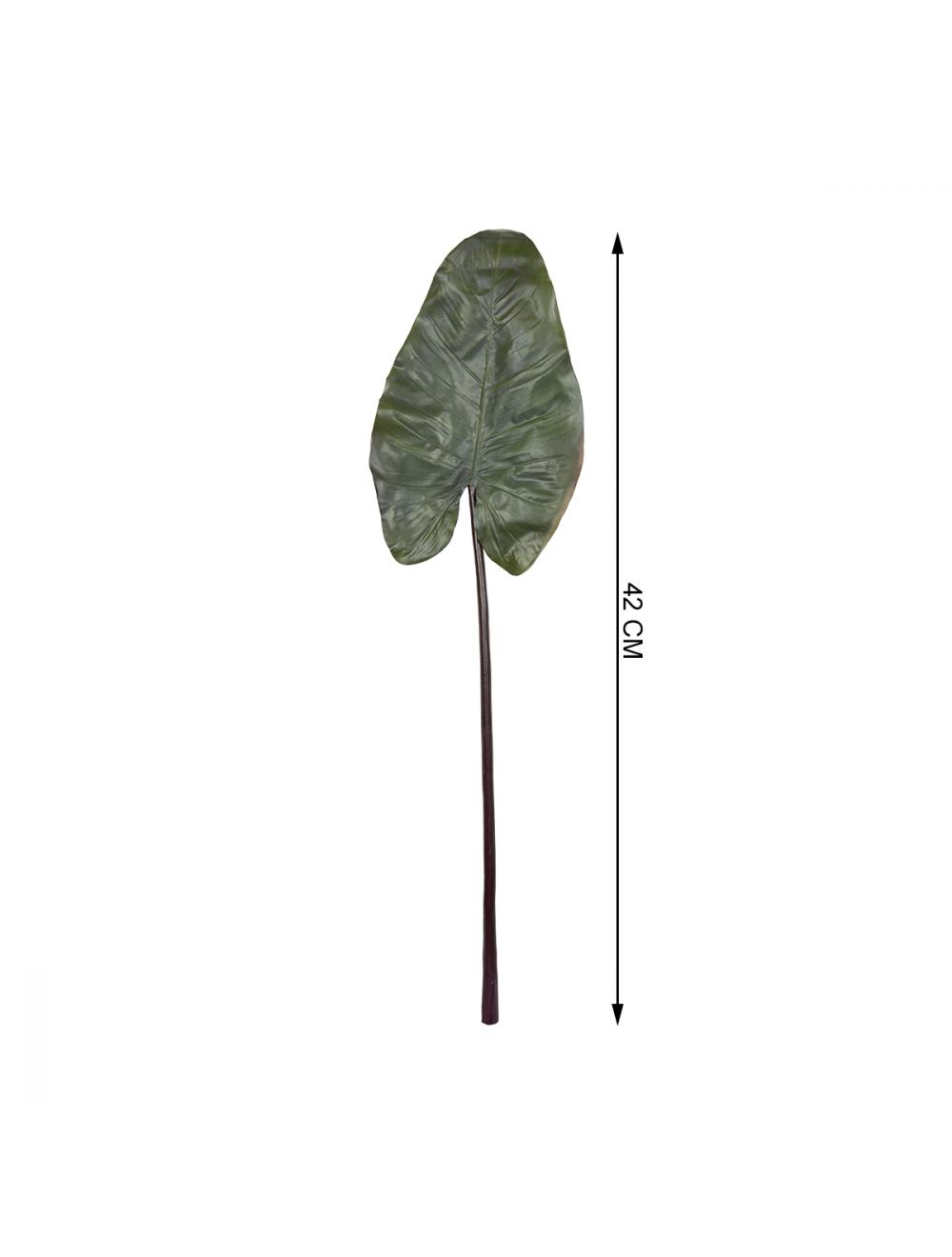Colocasia Leaf-IAAH