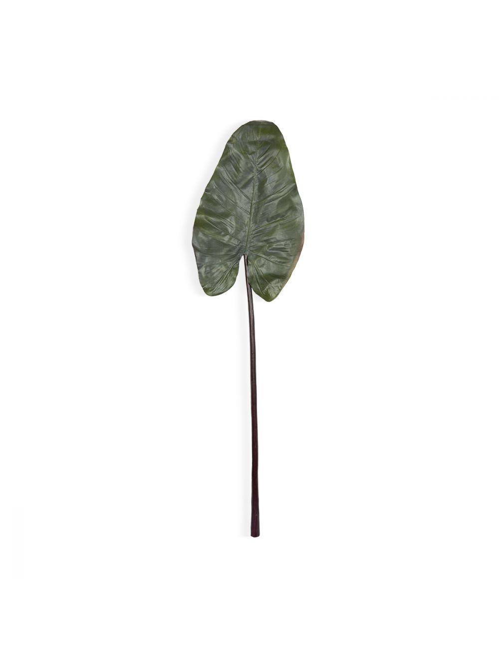 Colocasia Leaf-IAAH