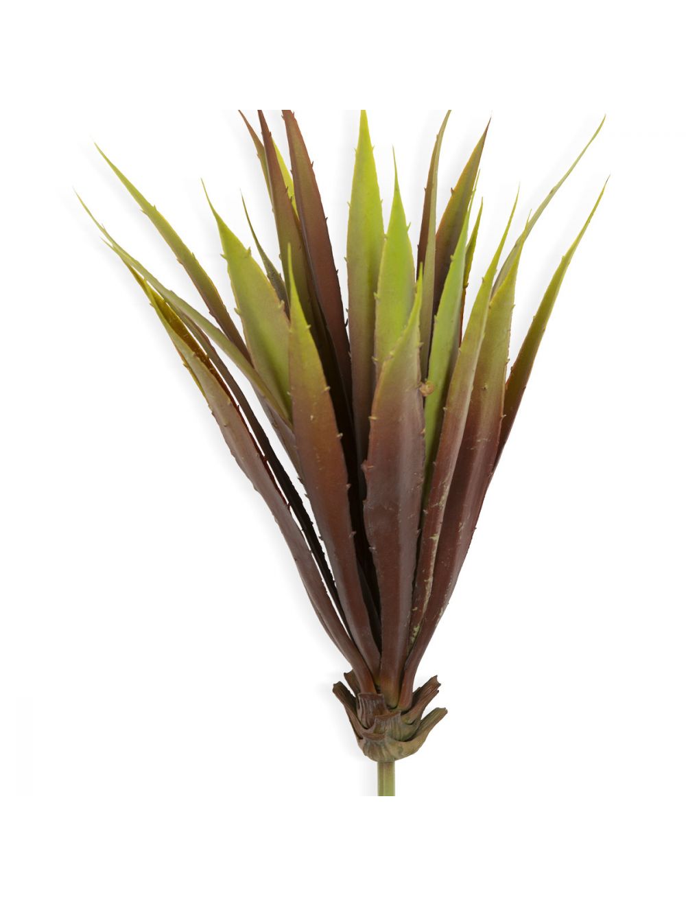 Yucca