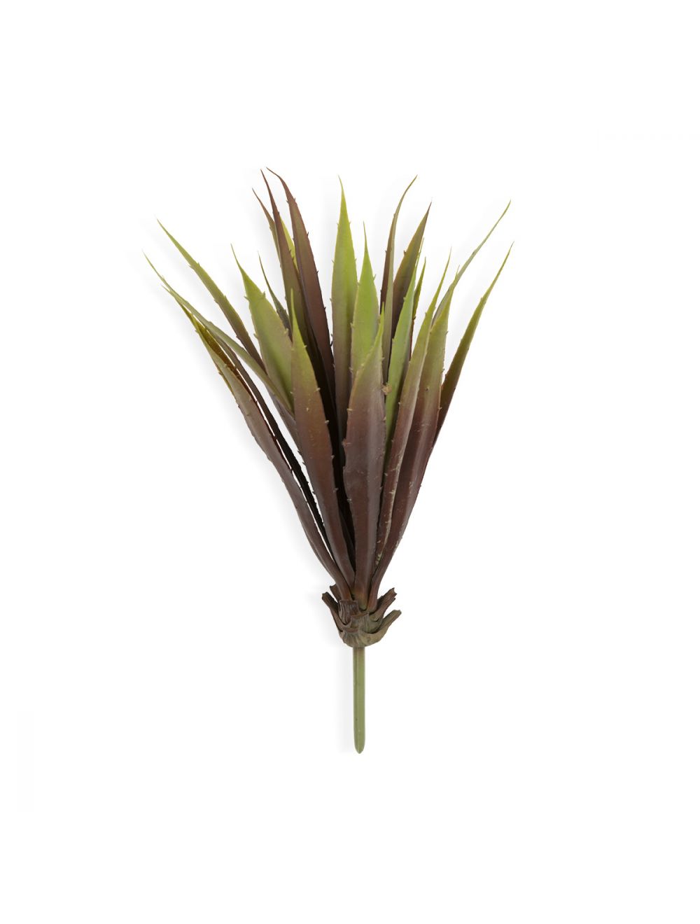 Yucca