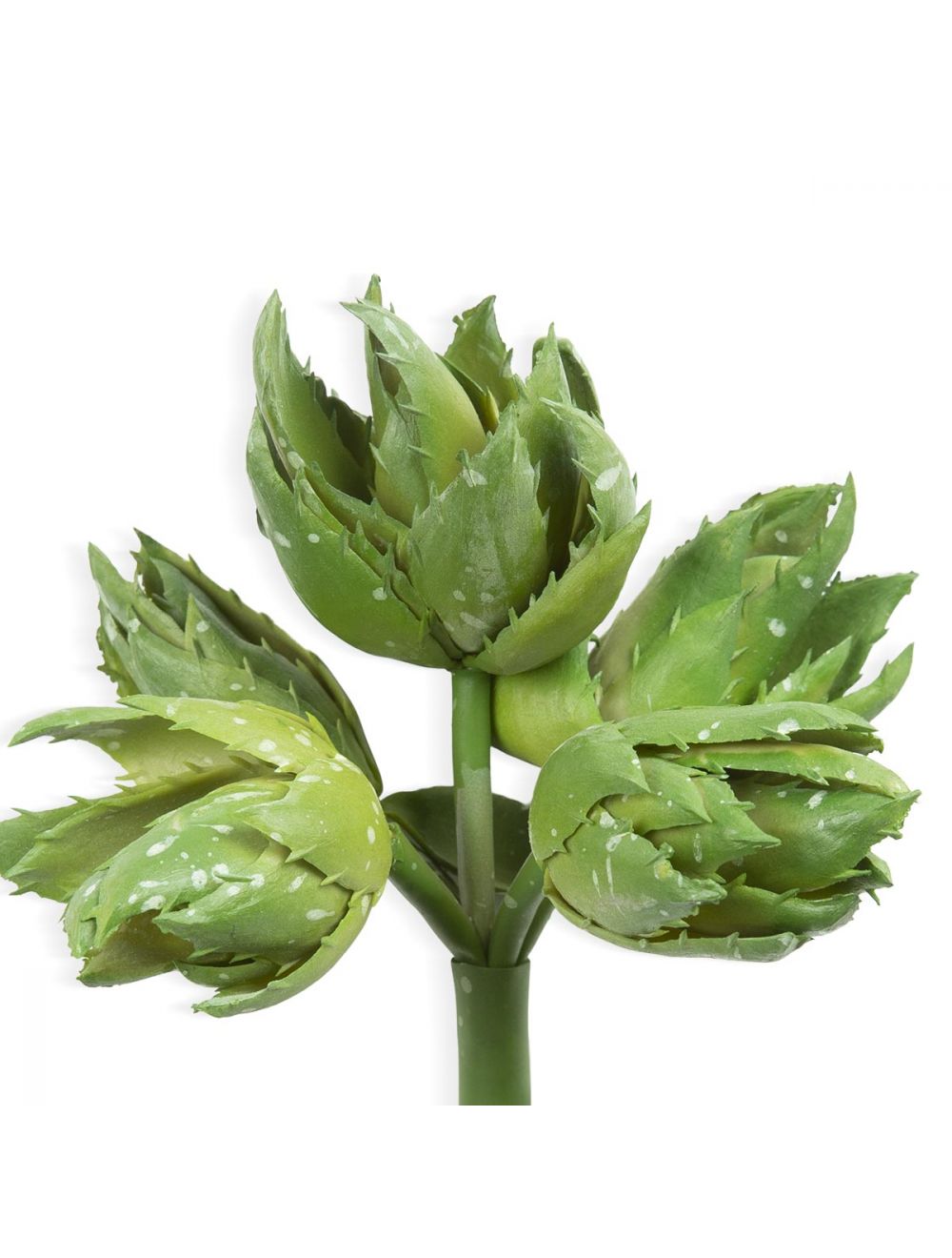 Aloe Vera Succulent-IAAH