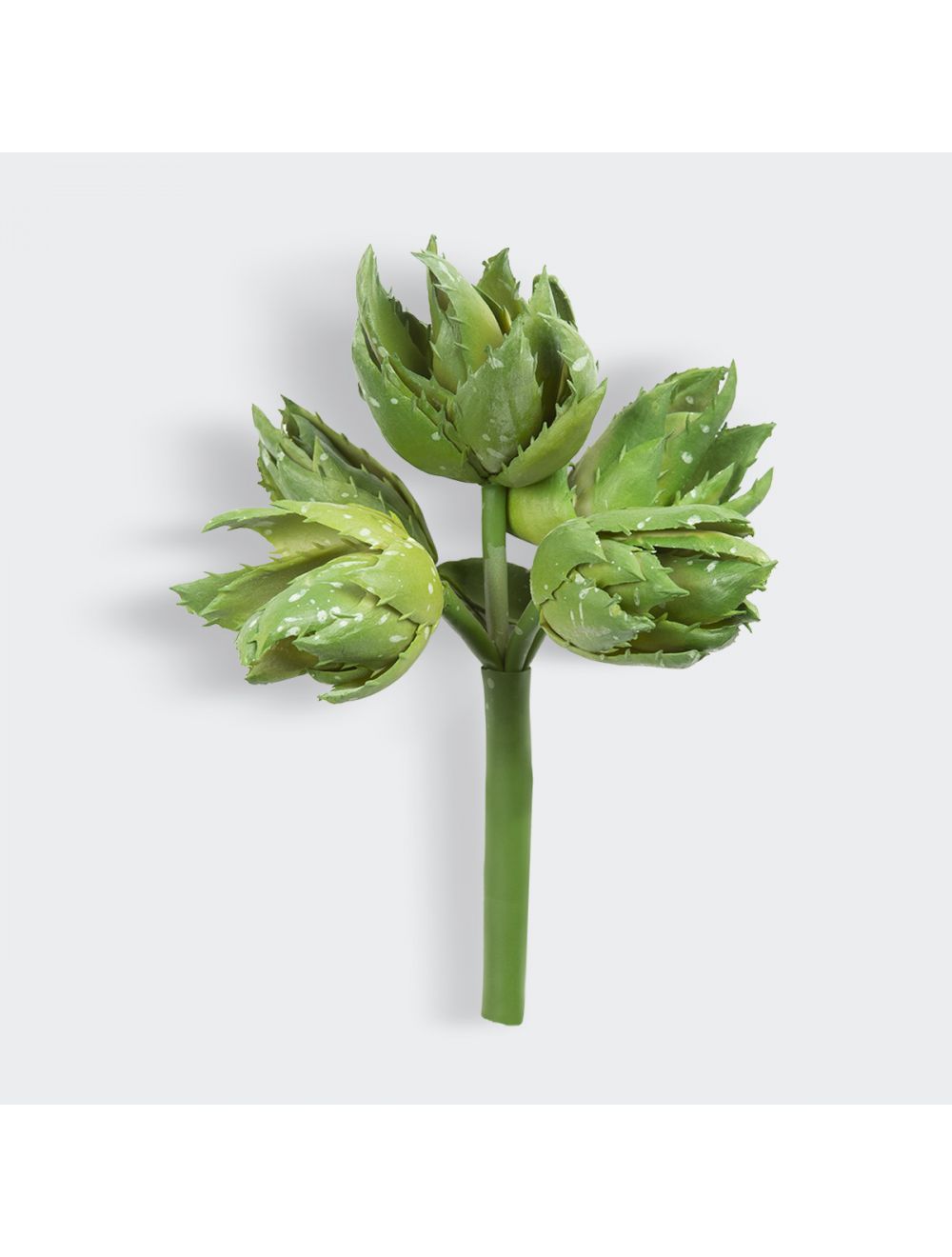 Aloe Vera Succulent-IAAH