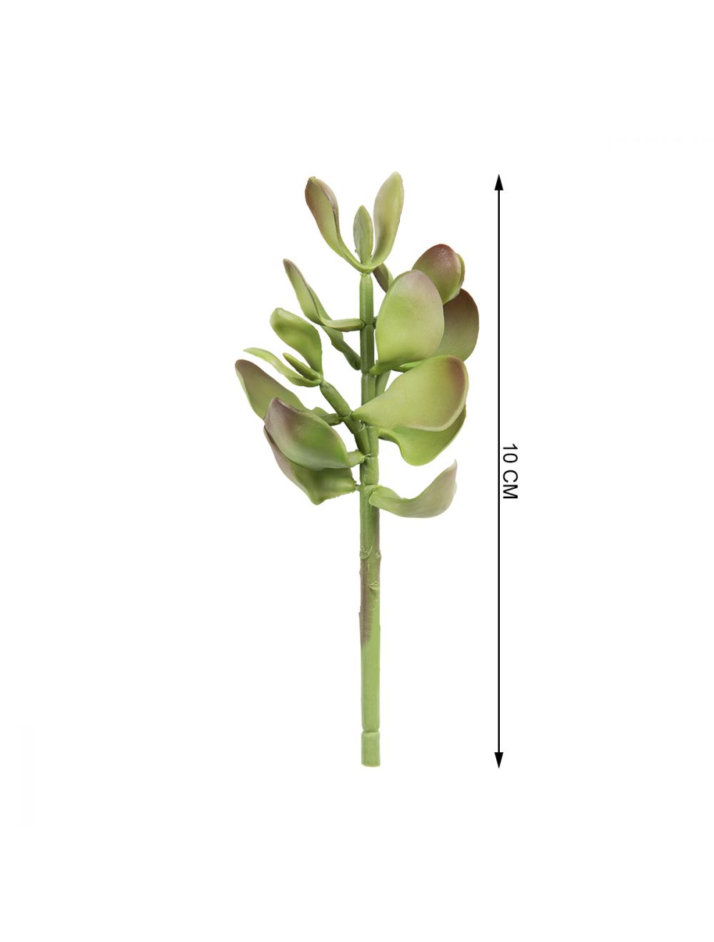 Gem Lotus Succulent-IAAH