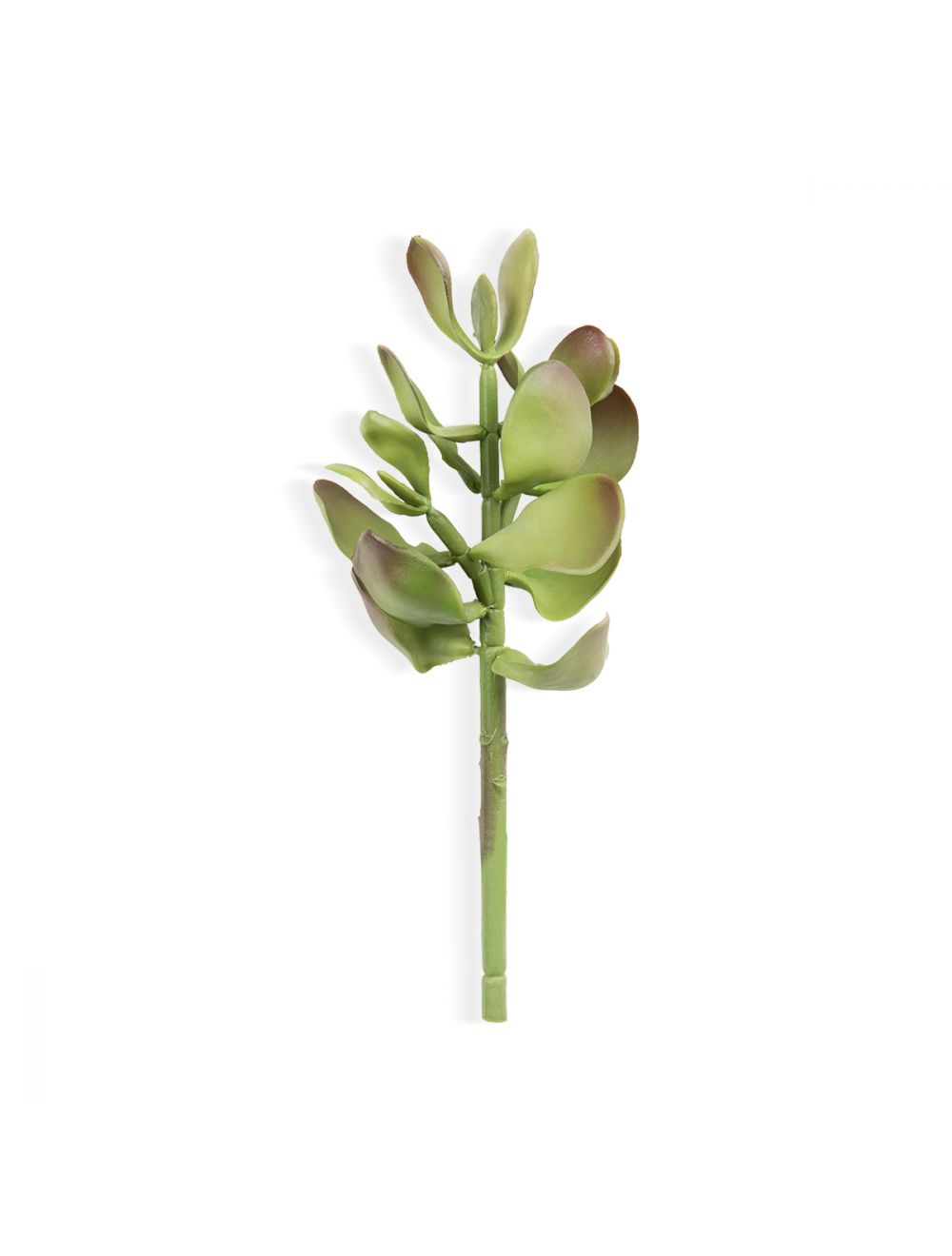 Gem Lotus Succulent-IAAH