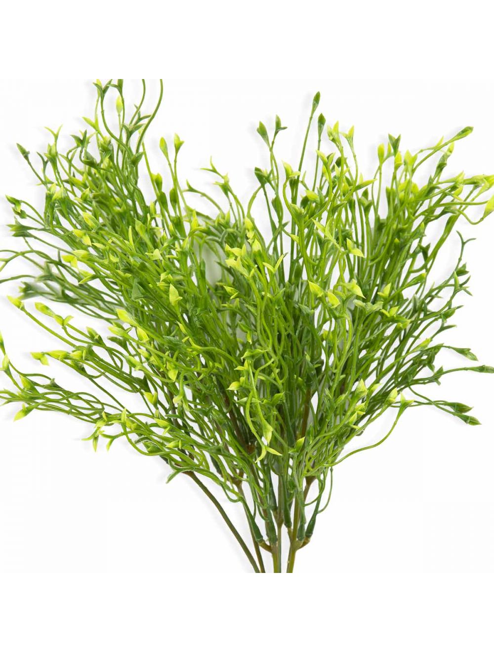 Baby's Tooth Plant-IAAH