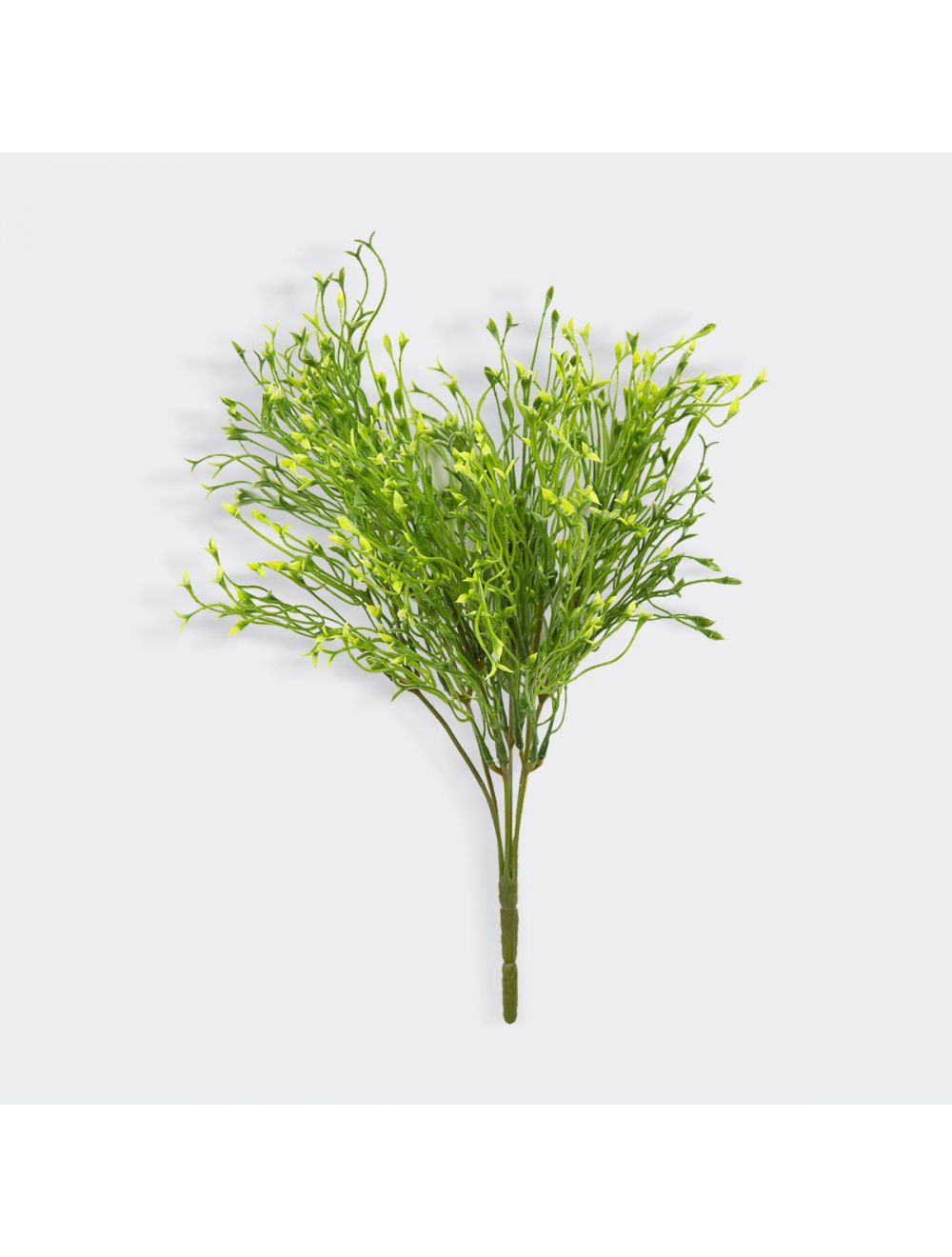 Baby's Tooth Plant-IAAH