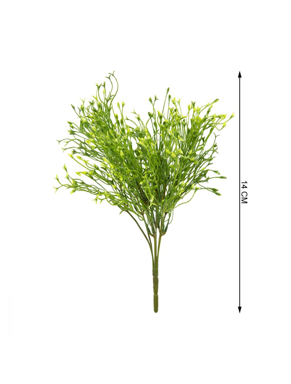 Baby's Tooth Plant-IAAH