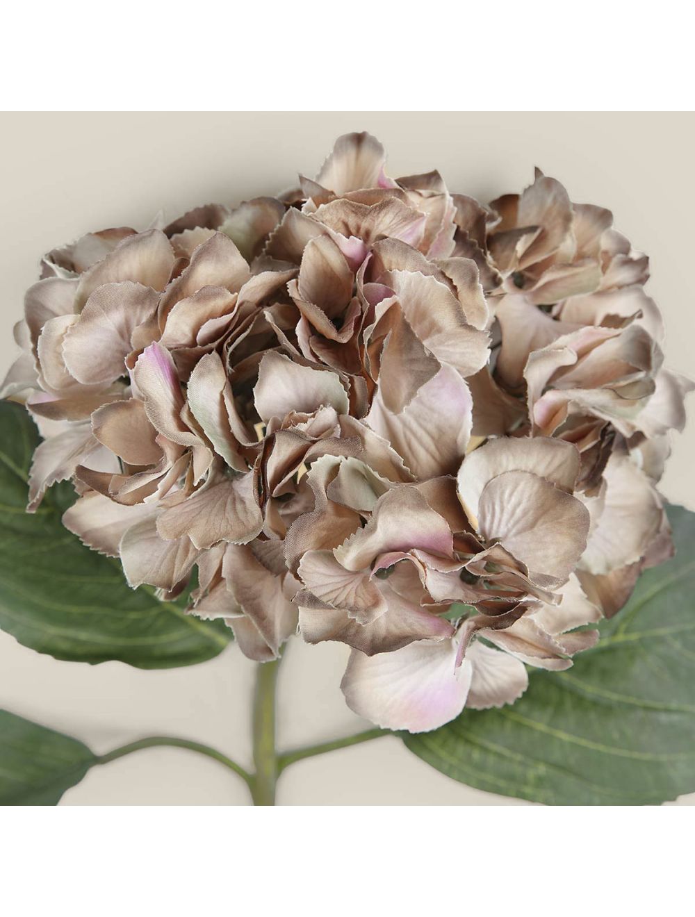 Hydrangea-IAAH