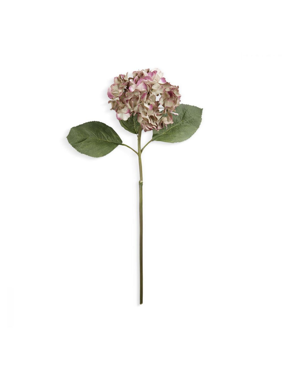 hydrangea branch-Hydrangea-IAAH