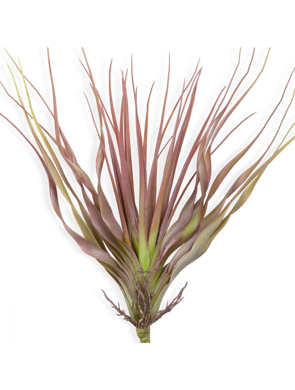 Tillandsia Flocked