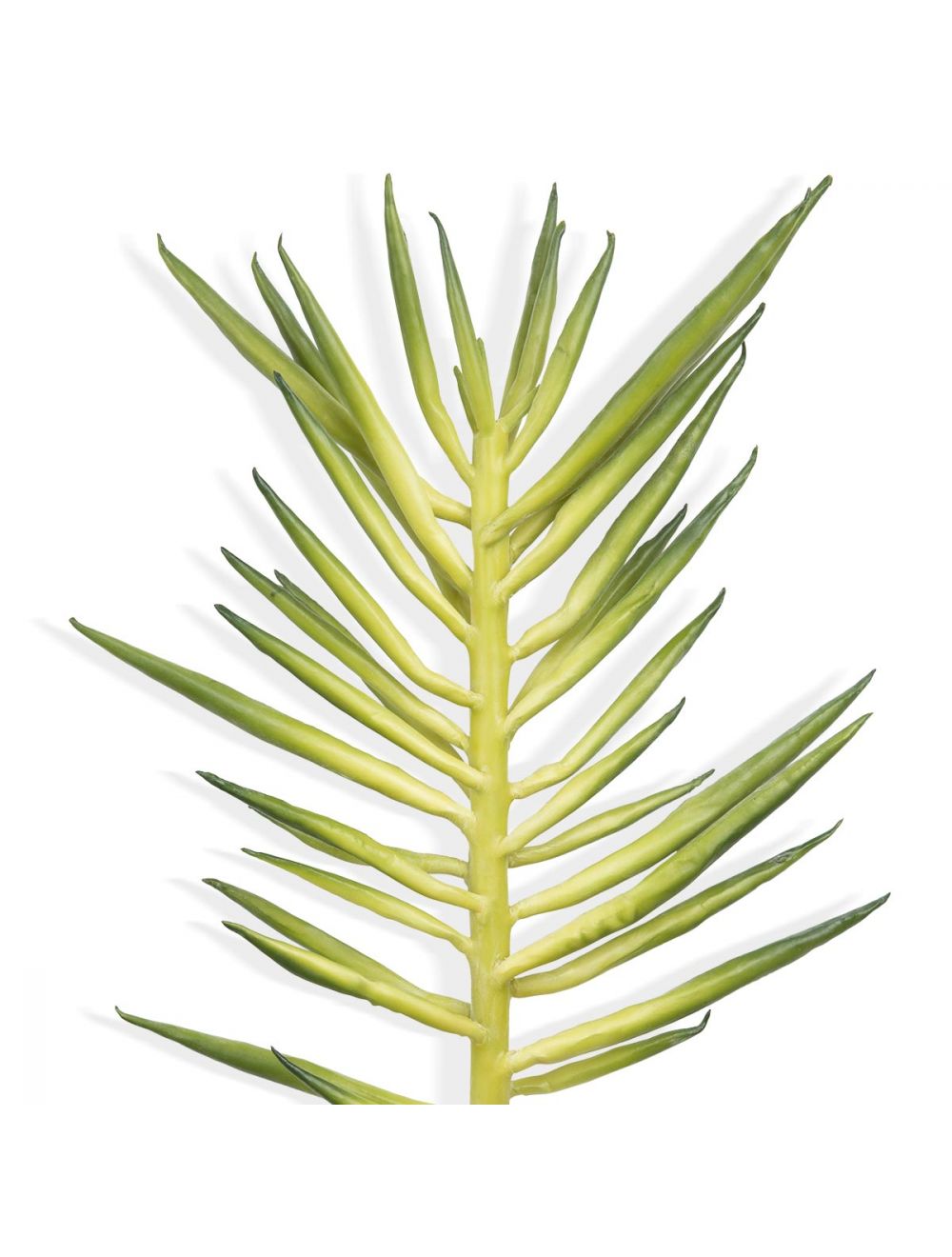 Stringbean Succulent