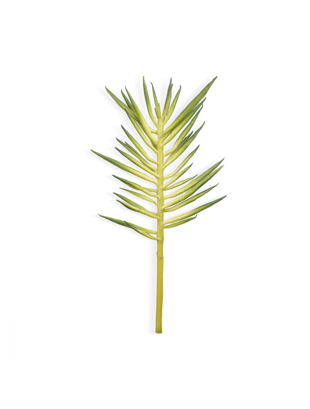 Stringbean Succulent