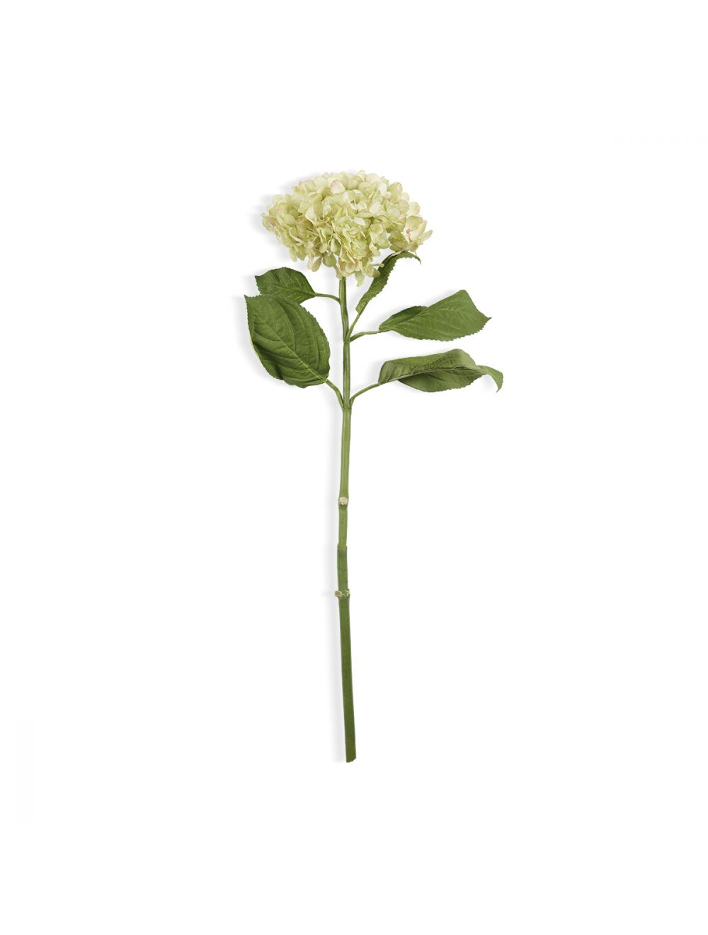 Hydrangea Stem-IAAH