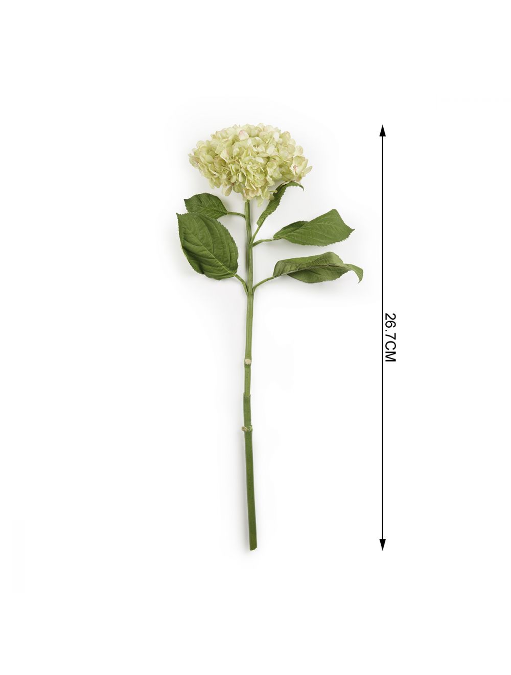 Hydrangea Stem-IAAH