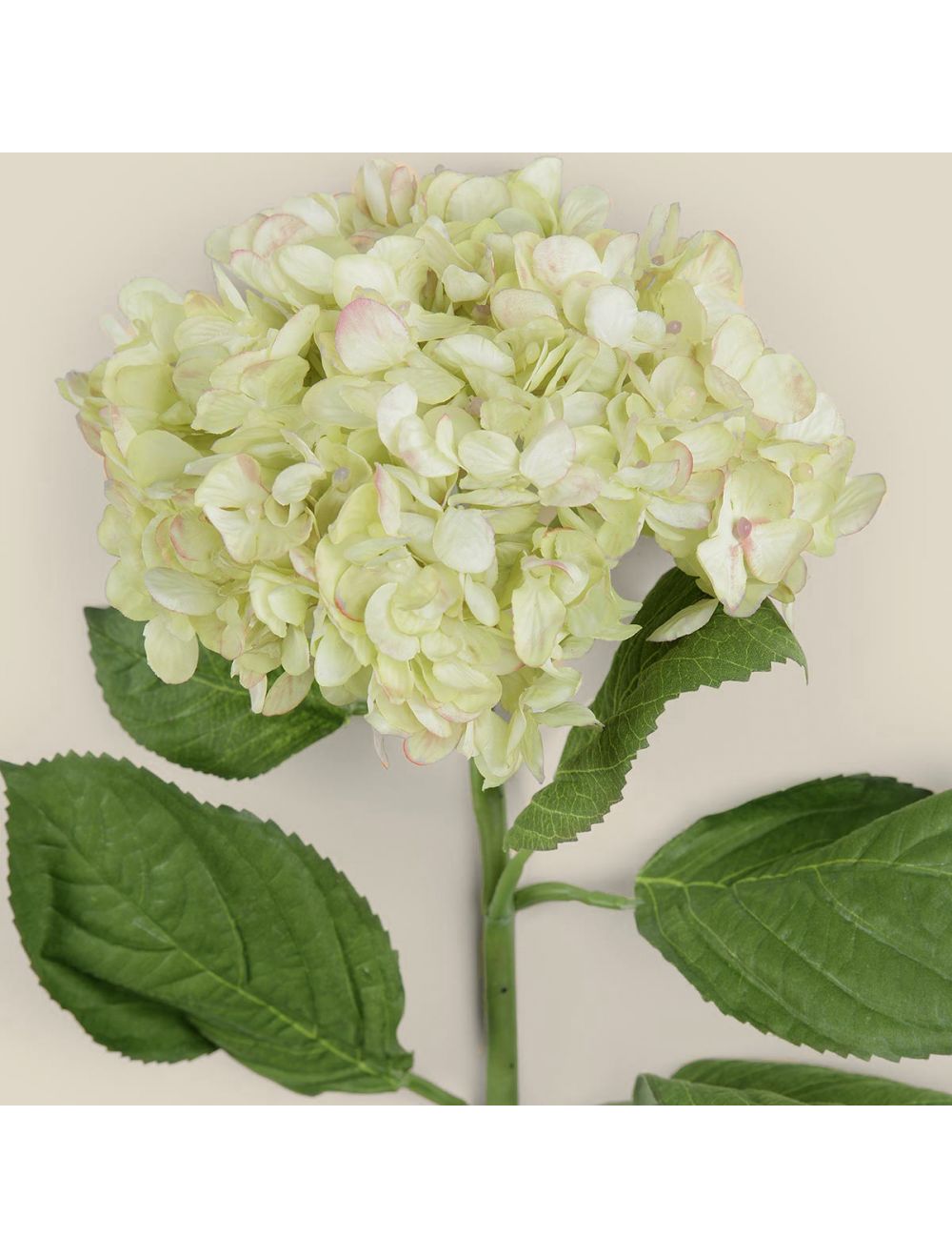 Hydrangea Stem-IAAH
