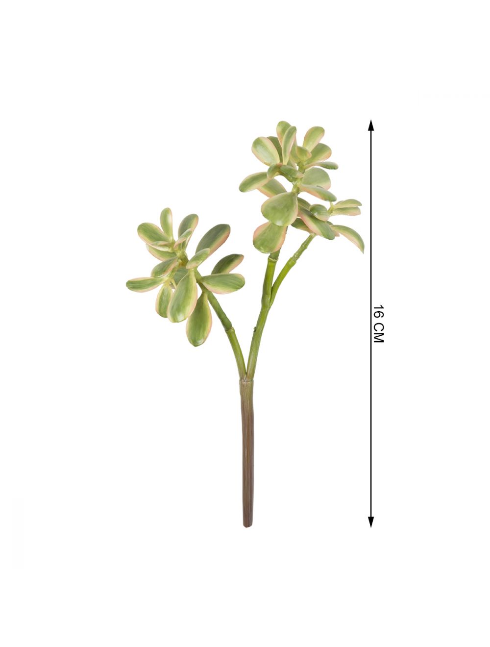 Jade Plant-IAAH