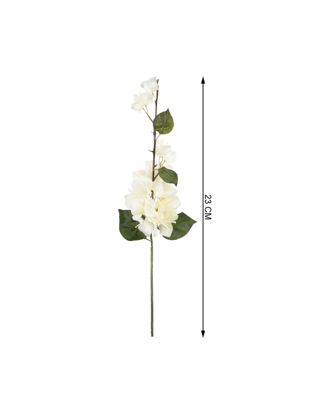 Bougainvillea Stem-IAAH