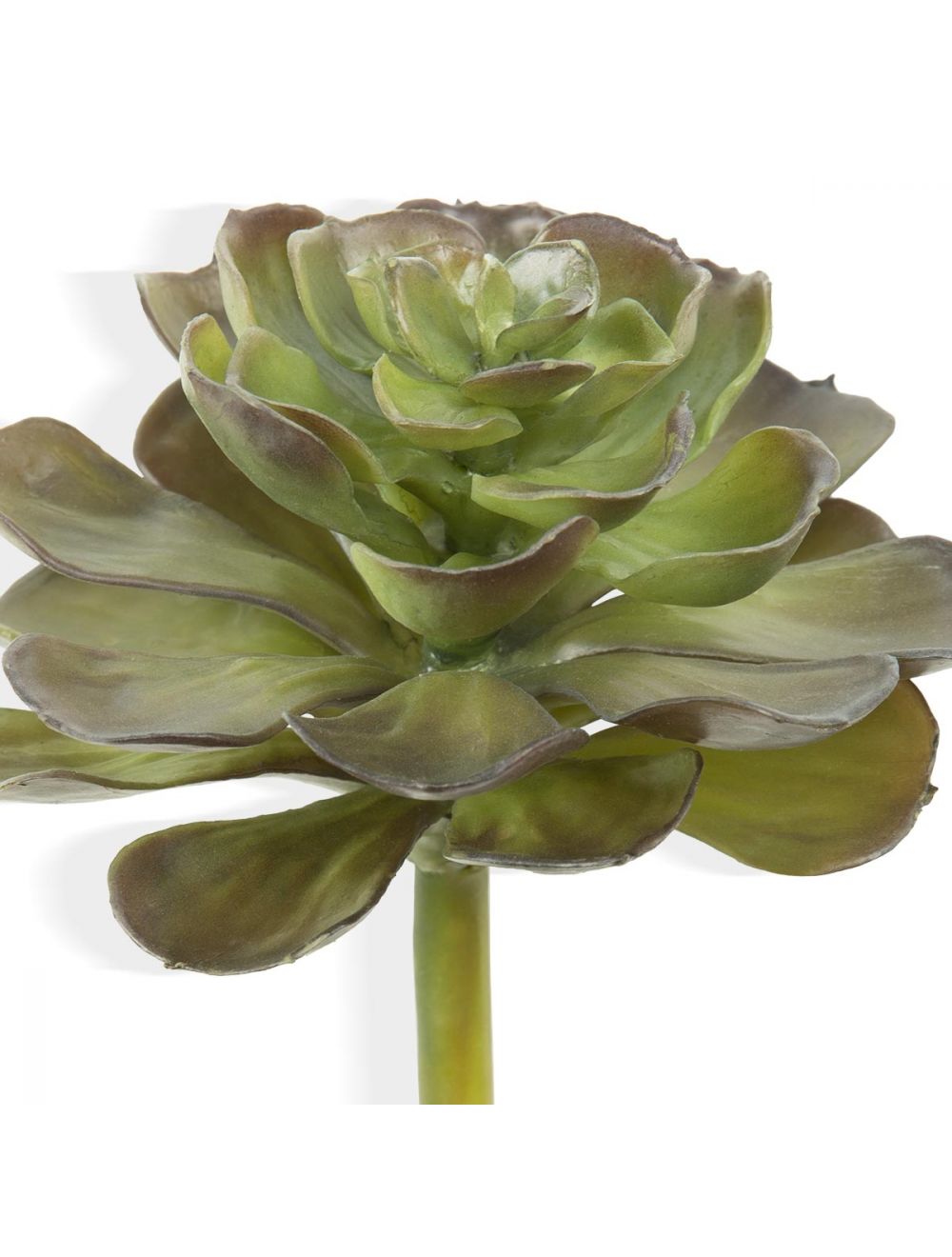 Rosette Succulent