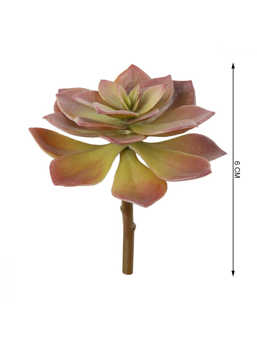 Echeveria Pulidris-IAAH