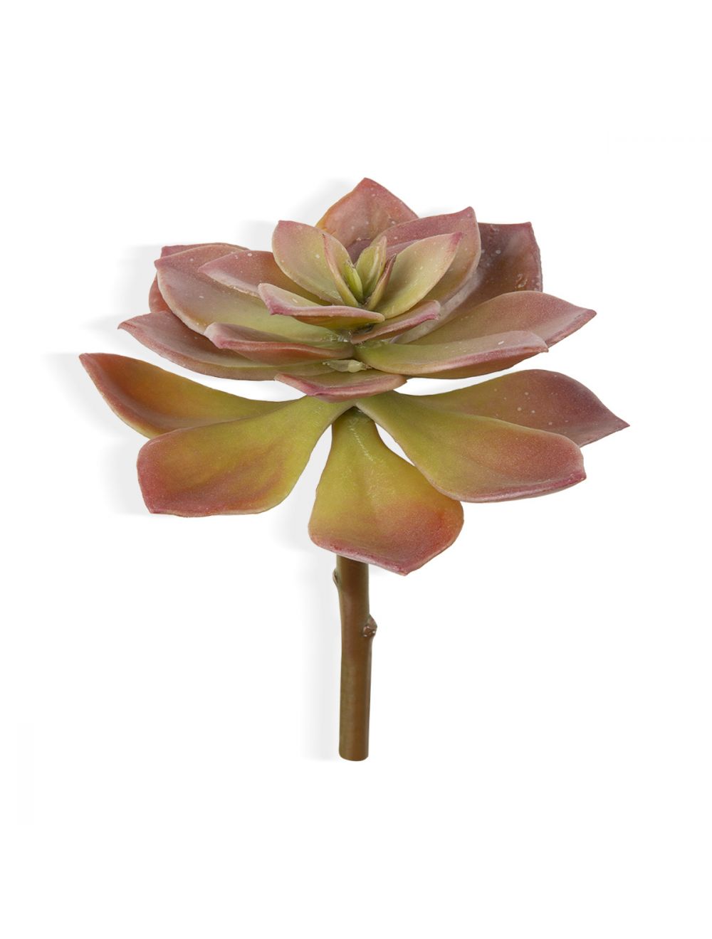 Echeveria Pulidris-IAAH