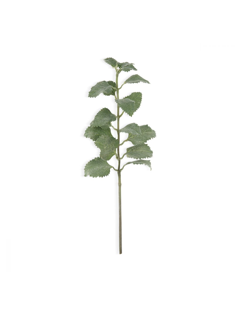 Oregano Stem