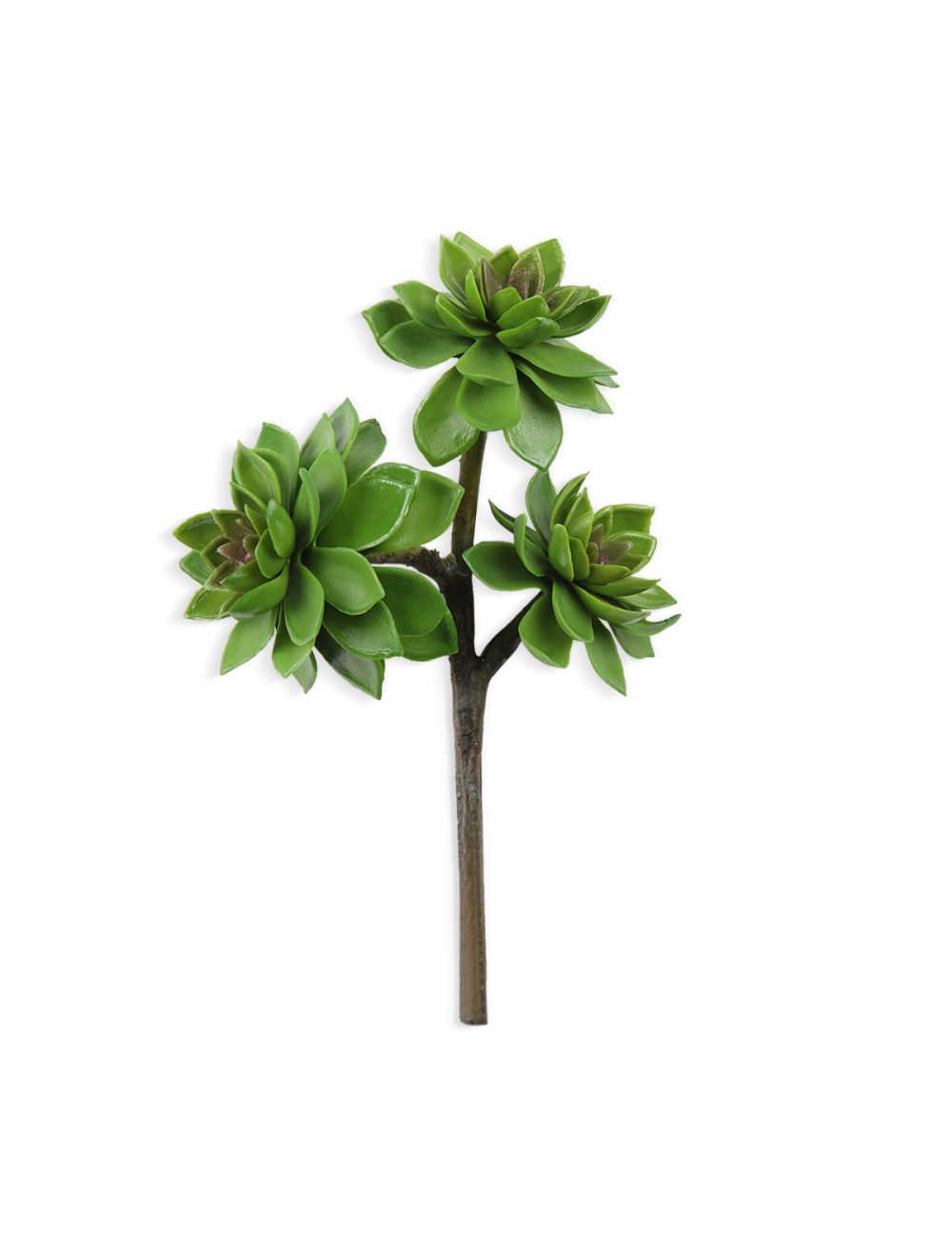 Aeonium Green Succulent Plant Buy Online at - IAAH