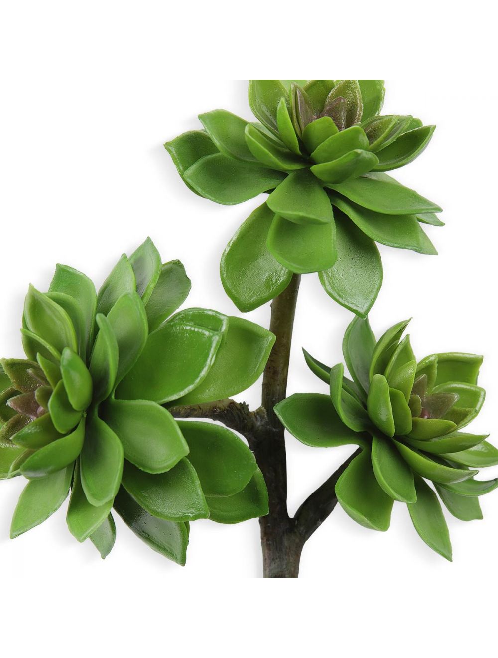 Aeonium Green Succulent Plant Buy Online at - IAAH