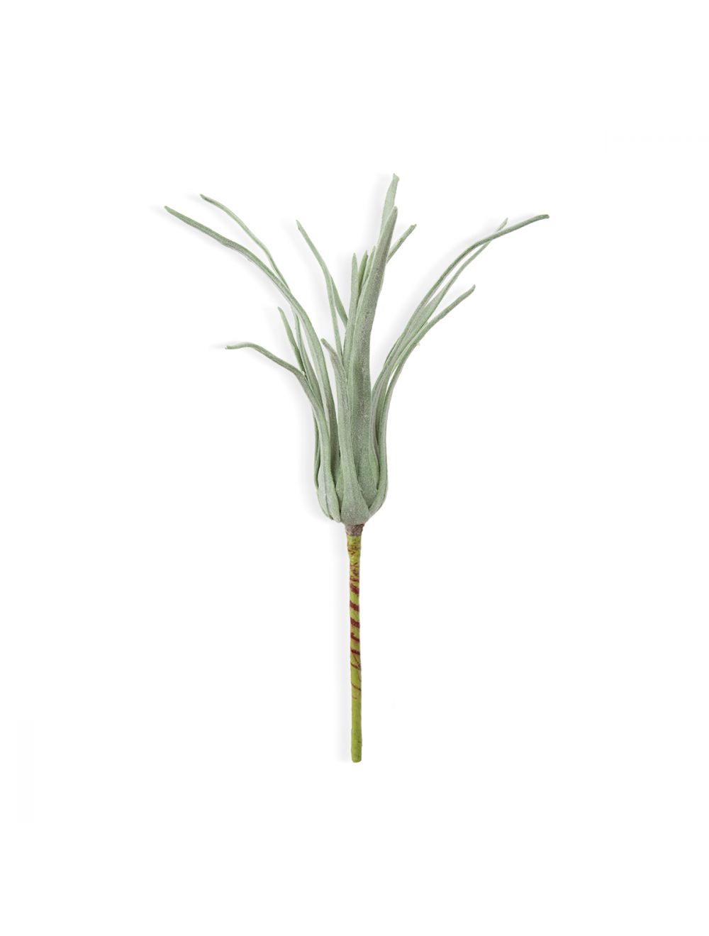 Tillandsia Flocke