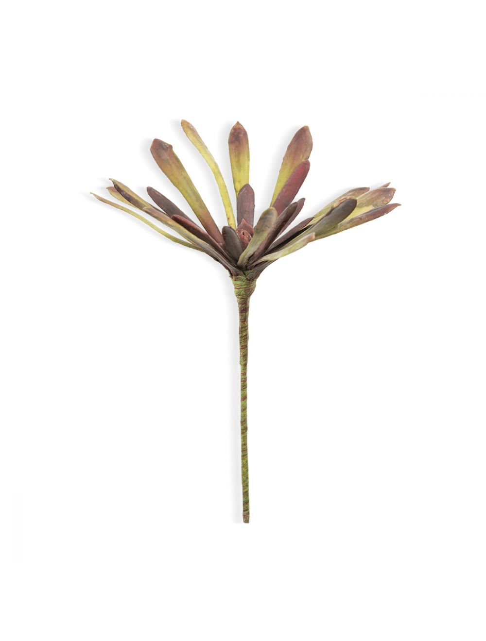 Buy Aeonium Haworthii Multi-1 Online at - IAAH