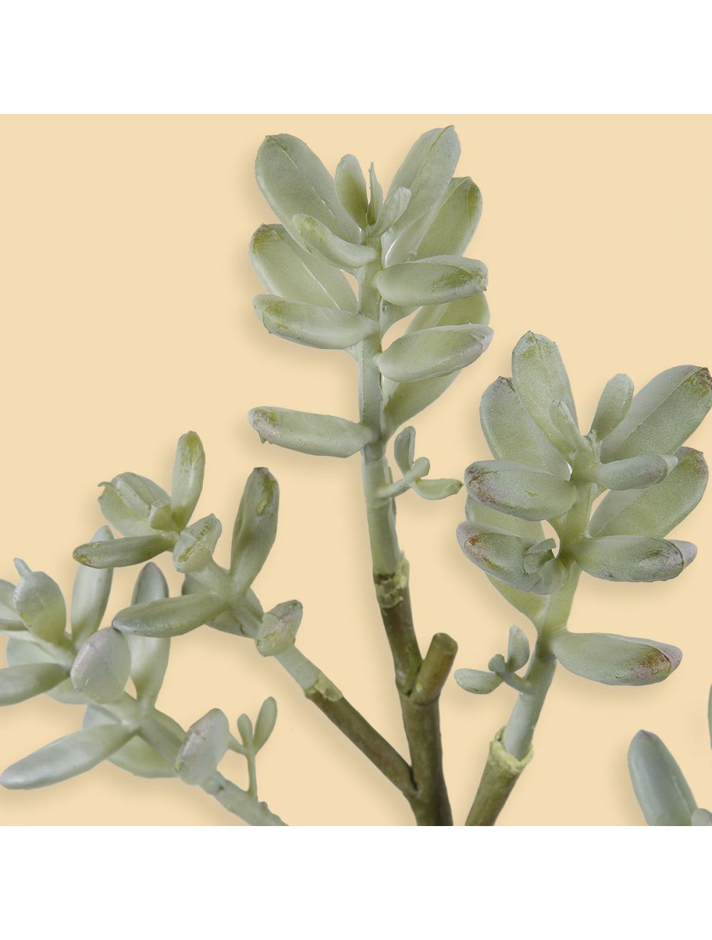 Sedum