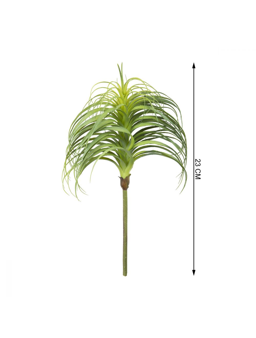 Tillandsia Air Plant