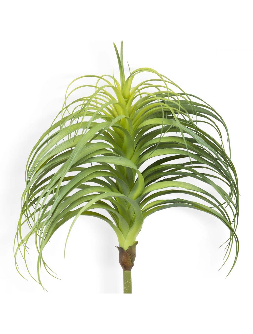 Tillandsia Air Plant