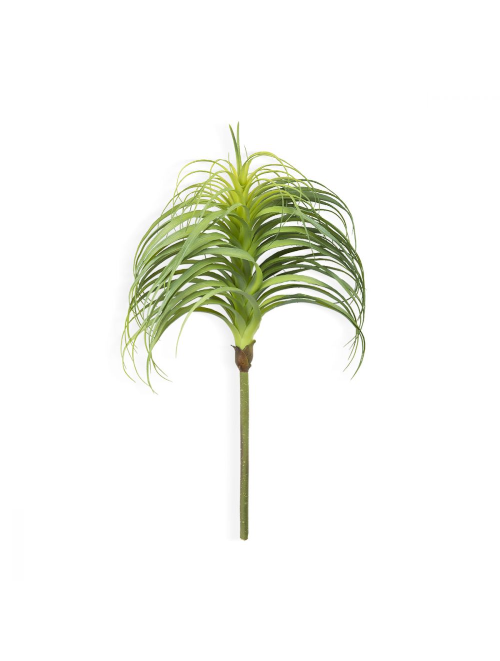 Tillandsia Air Plant