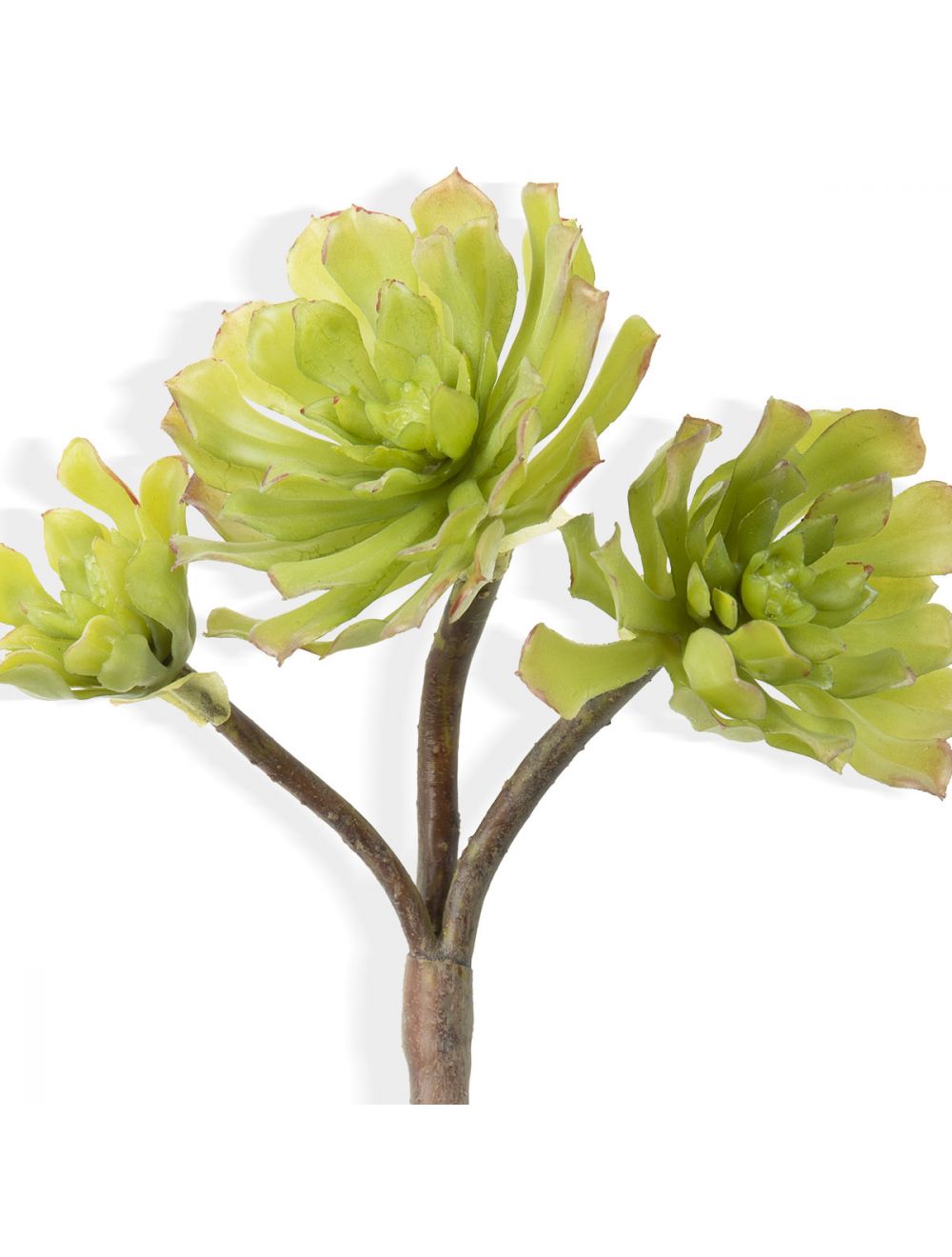 Shop Aeonium Light Green Succulent Plant Online at - IAAH