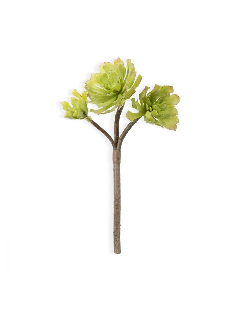 Shop Aeonium Light Green Succulent Plant Online at - IAAH